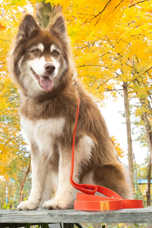 Scarlet Peaks Waterproof Dog Lead