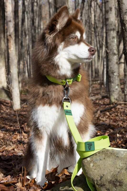 Mossy Pine Waterproof Dog Lead