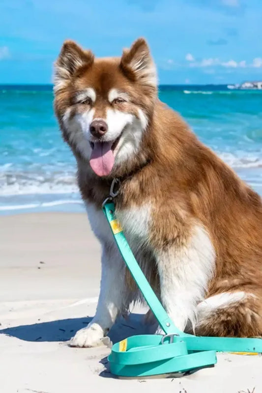 Island Vibes Waterproof Dog Lead