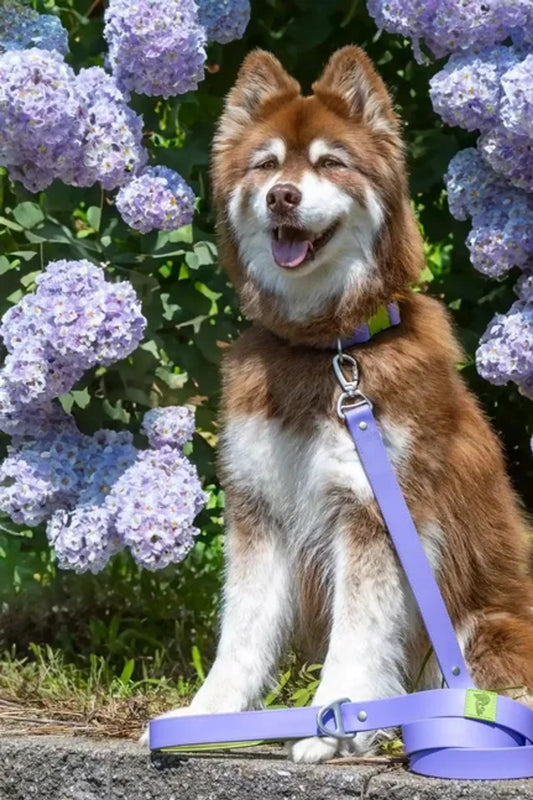 Lavender Garden Waterproof Dog Lead