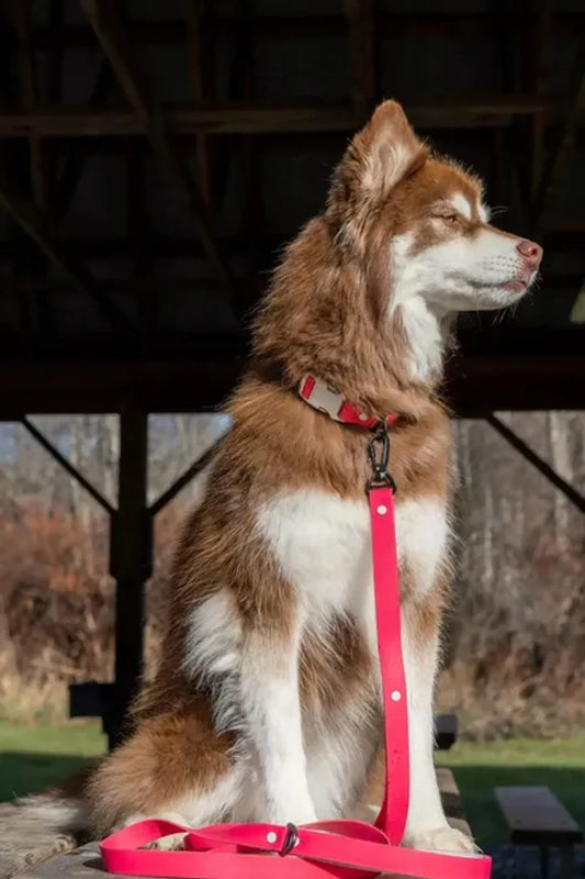 Red Mountain Syrah Waterproof Dog Lead