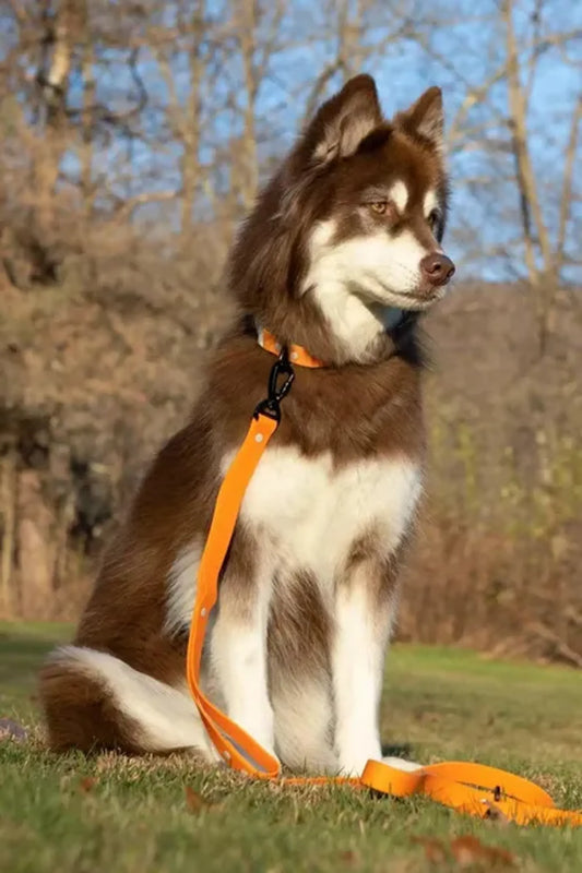 Crimson Glow Waterproof Dog Lead