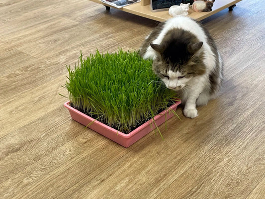 Cat Grass Growing Tray